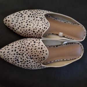 Spotted Leopard Mules